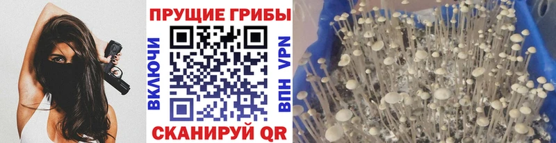 Псилоцибиновые грибы Cubensis  Лесозаводск 